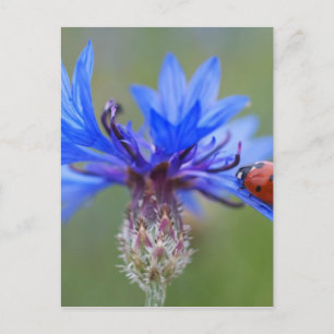 Rote Ladybird Käfer Blaue Kornblume Postkarte