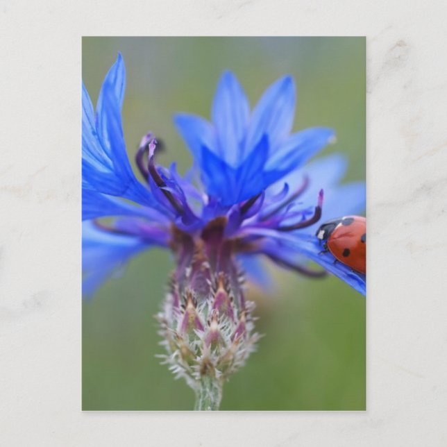 Rote Ladybird Käfer Blaue Kornblume Postkarte (Vorderseite)
