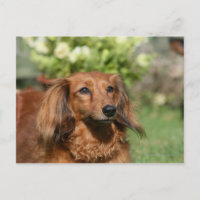 Rote Langhaarige Miniatur-Dackel