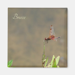 Rote Libelle auf einem Strohhalm Magnet