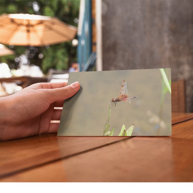 Rote Libelle auf einem Strohhalm Postkarte (Von Creator hochgeladen)