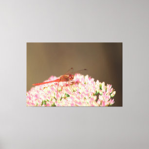 Rote Libelle Fotografie  Leinwanddruck