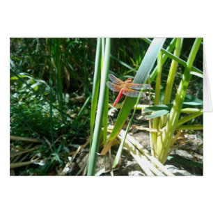 Rote Libelle klingelt auf einem Blatt