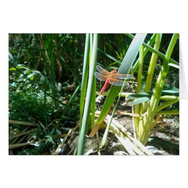 Rote Libelle klingelt auf einem Blatt (Vorderseite (Horizontal))