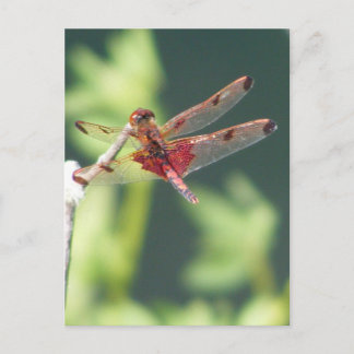 Rote Libelle Postkarte