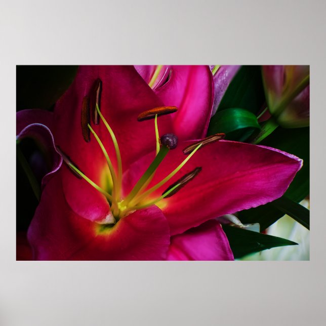 ROTE LILIENBLUME POSTER (Vorne)