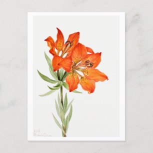 Rote Lily Botanische Illustration Postkarte