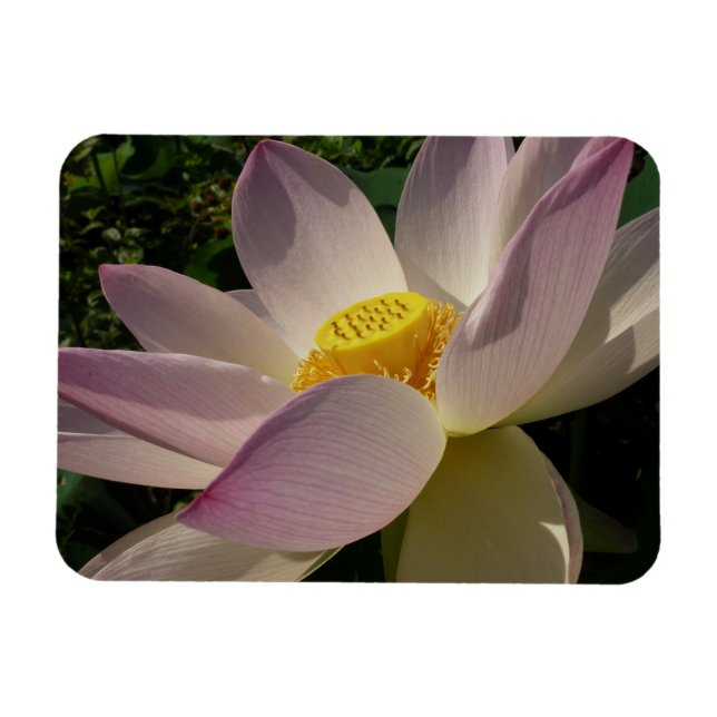 Rote Lotusblume III Sommerflor Magnet (Horizontal)