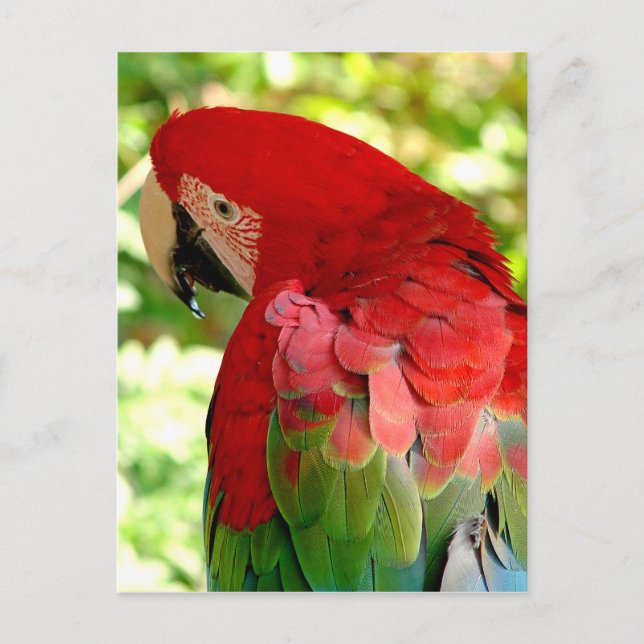 Rote Macaw-Papageien-Postkarte 2 Postkarte (Vorderseite)