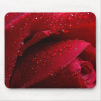 Rote Macro-Rose mit Wassertropfen