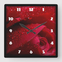 Rote Macro-Rose mit Wassertropfen