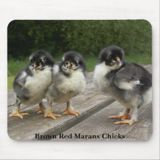 Rote Marans Küken Browns Mousepad