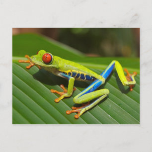 Rote mit Augen Baum-Frosch-Postkarte Postkarte