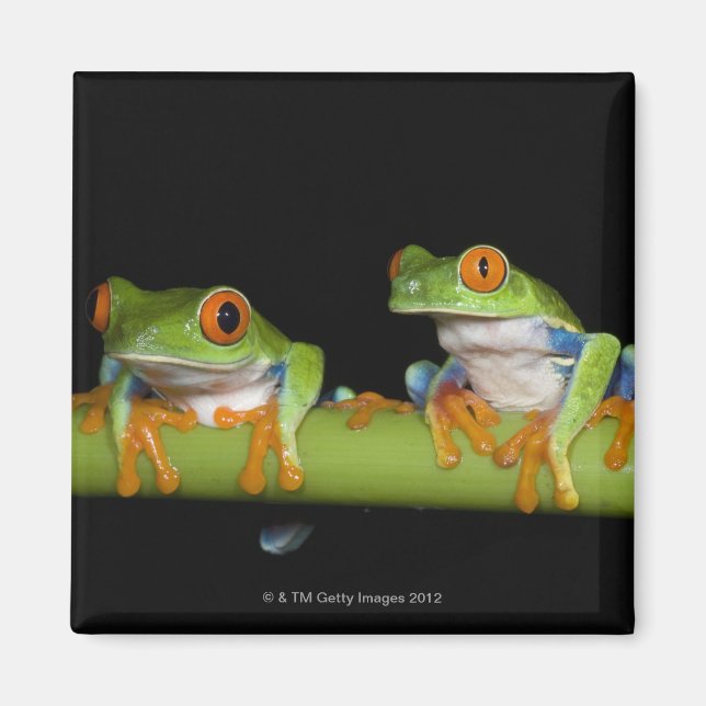 Rote mit Augen Baumfrösche (Agalychnis callidryas) Magnet (Vorne)