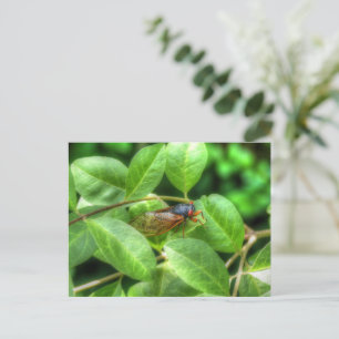Rote Mit Augen Cicada Faltkarte Postkarte