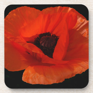 Rote Mohn-Makro Getränkeuntersetzer