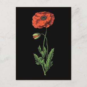 Rote Mohn-Vintage-Kunst Postkarte