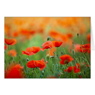 Rote Mohnblume Blume