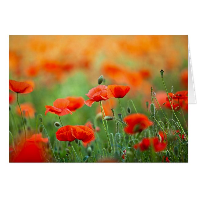 Rote Mohnblume Blume (Vorderseite (Horizontal))
