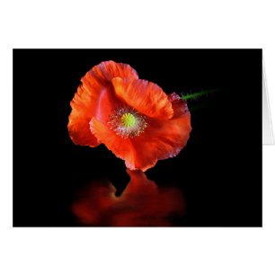 Rote Mohnblume Blume