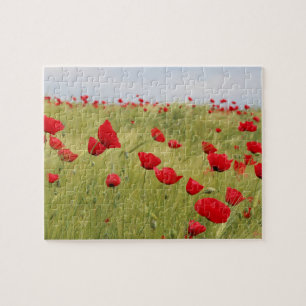 Rote Mohnblume Blume Feldart Puzzle