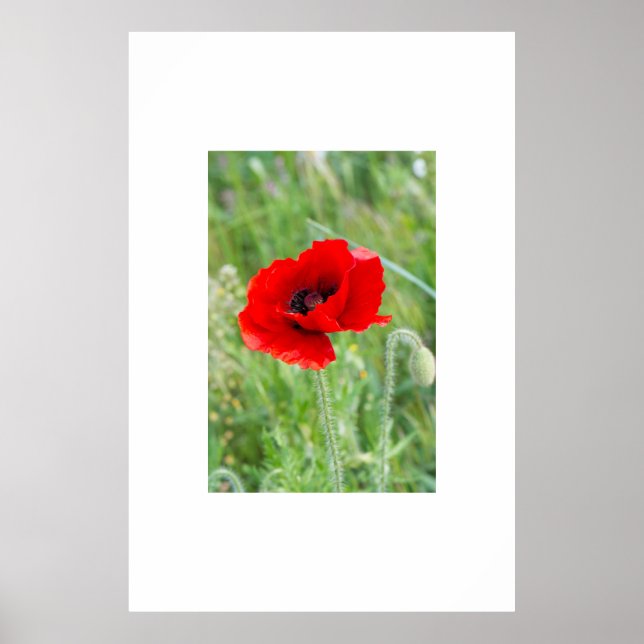 Rote Mohnblume-Blume Poster (Vorne)