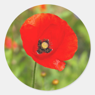 Rote Mohnblume Blume Runder Aufkleber
