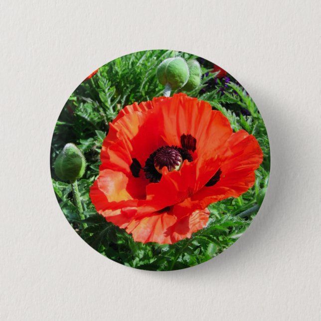 Rote Mohnblume - Knopf Button (Vorderseite)