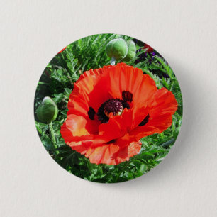 Rote Mohnblume - Knopf Button