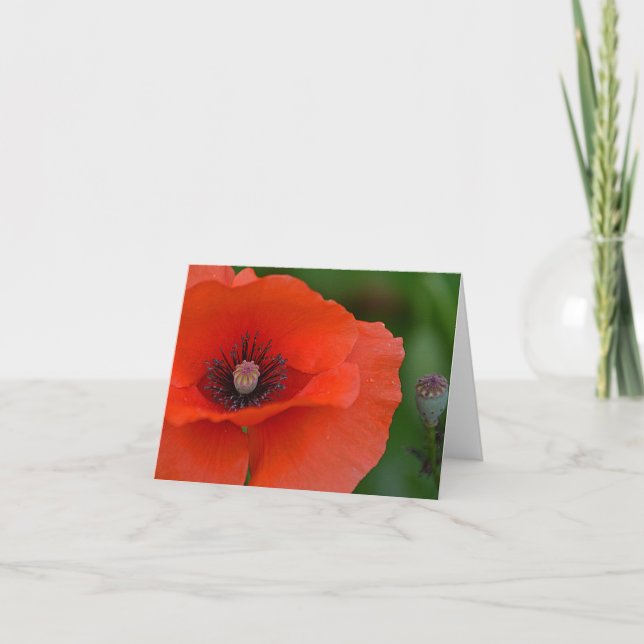 Rote Mohnblume Notecard Karte (Vorderseite)