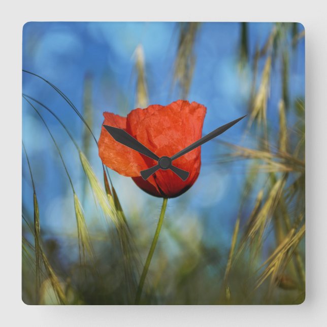 Rote Mohnblume Quadratische Wanduhr (Vorderseite)