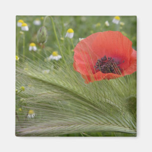 Rote Mohnblume, Toskana, Italien Magnet