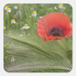 Rote Mohnblume, Toskana, Italien Quadratischer Aufkleber