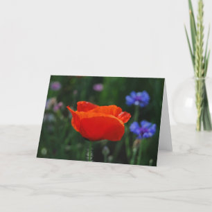 Rote Mohnblume und Bedeutung Feiertagskarte