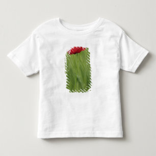 Rote Mohnblume unter Weizenanbau, Toskana, Kleinkind T-shirt