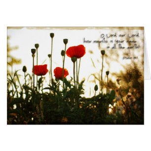 Rote Mohnblumen am Sonnenuntergang