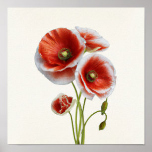 Rote Mohnblumen Blume Art Print Poster
