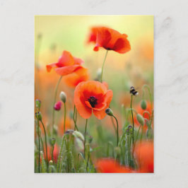 Rote Mohnblumen-Blumen Postkarte
