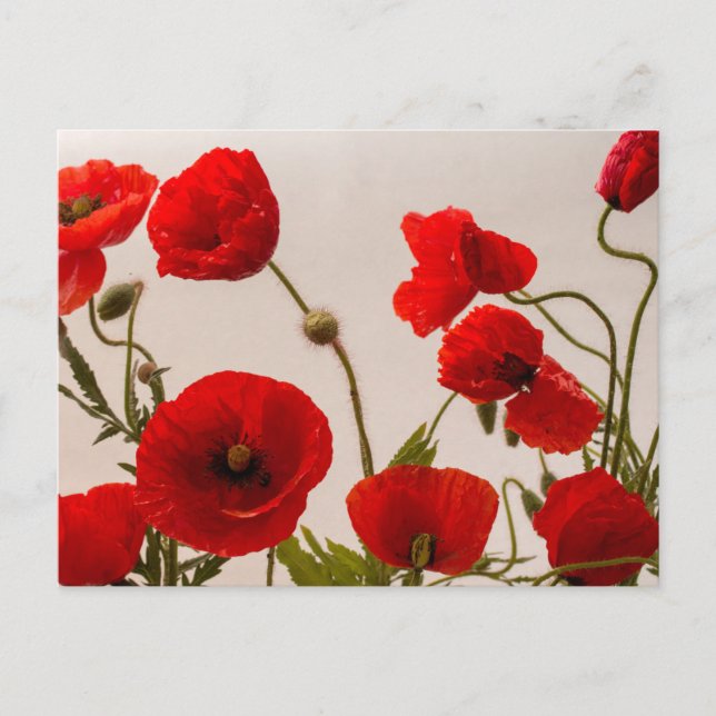 Rote Mohnblumen  Postkarte (Vorderseite)