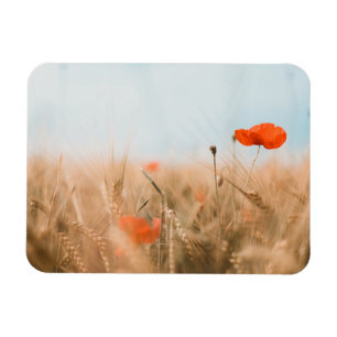 Rote Mohnblumen und Goldgerste Magnet