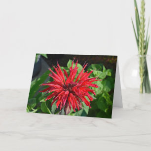 Rote Monarda-Gartenblume leere Innenseite Fotograf Karte