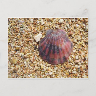 Rote Muschel auf Sandstrandfotografie Postkarte