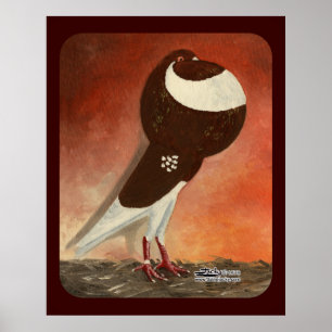 Rote Norwich Cropper-Taube Poster