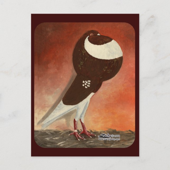 Rote Norwich Cropper-Taube Postkarte (Vorderseite)