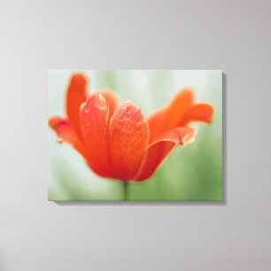 Rote offene Tulpenblume auf grüner Naturfotografie Leinwanddruck