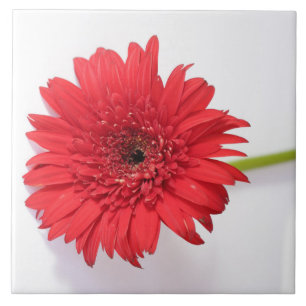 Rote Orange Chrysanthemum Blume Floral Fliese