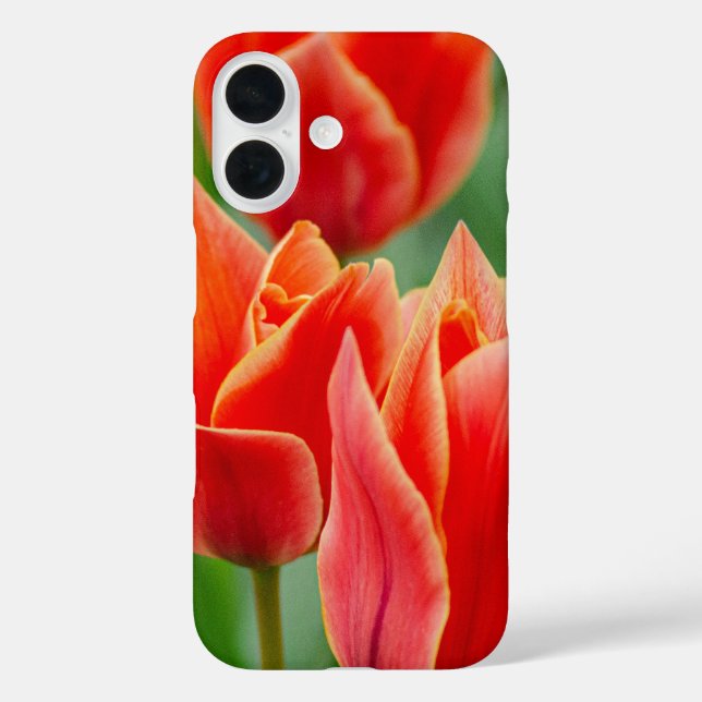 Rote Orange Tulpen iPhone 16 Hülle (Rückseite)