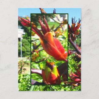 Rote Orangen Blüten der Flachspostkarte Postkarte