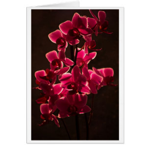 Rote Orchid-Blume