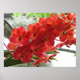 ROTE ORCHIDEE POSTER